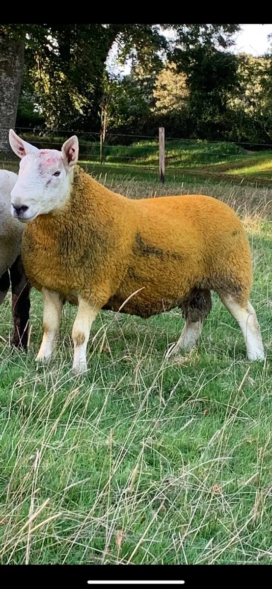 North country Cheviot rams - Image 4