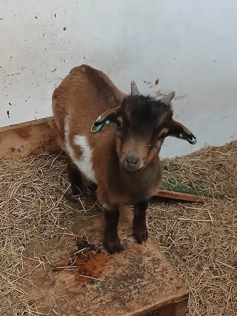 Purebred Male Pygmy Goat Kid - Image 1