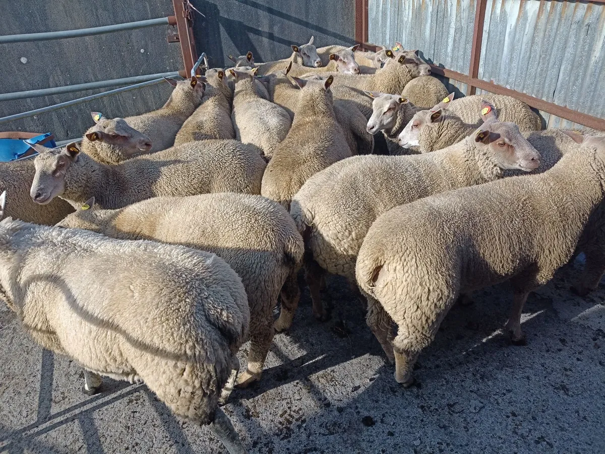Sheep - Image 3