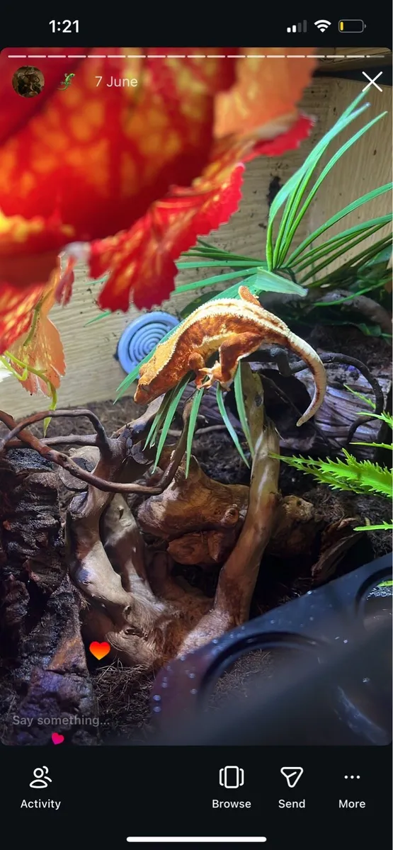 Crested Gecko - Image 1
