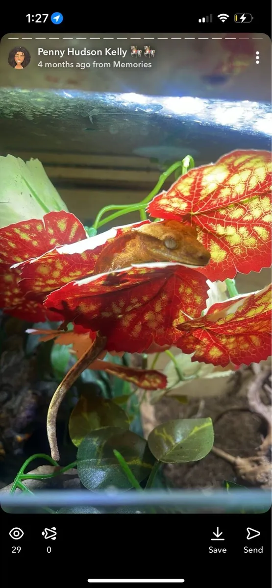 Crested Gecko - Image 2