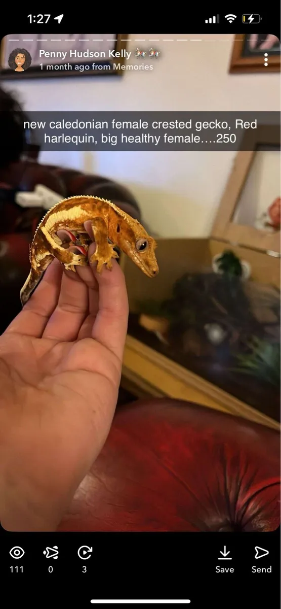 Crested Gecko - Image 3