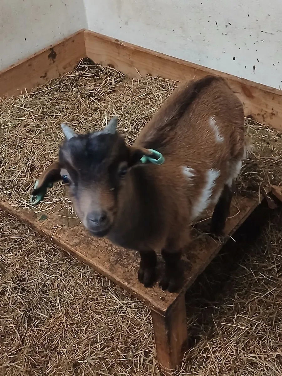 Purebred Male Pygmy Goat Kid - Image 2