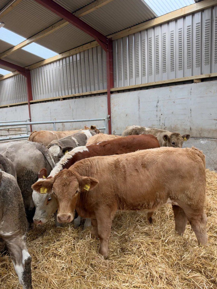 Charolais bullocks - Image 1