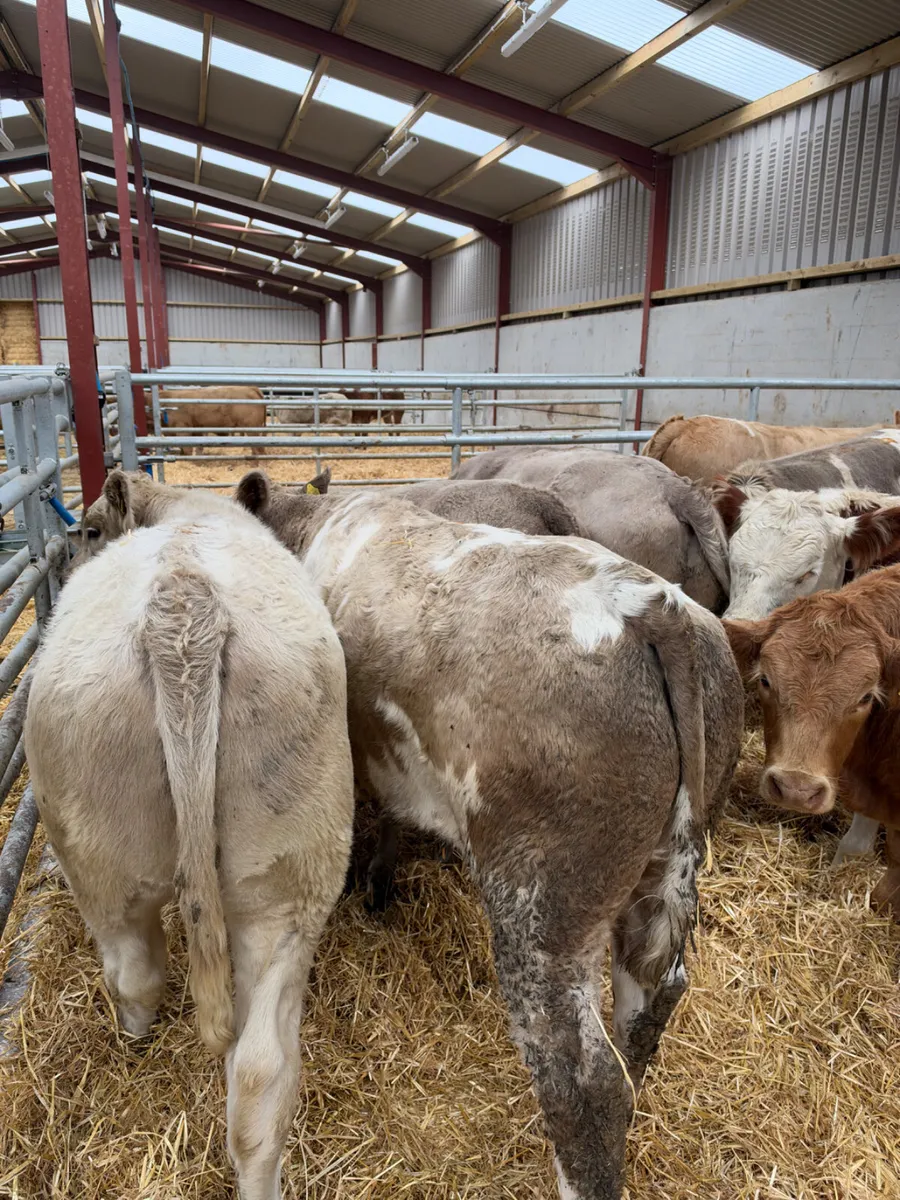 Charolais bullocks - Image 2