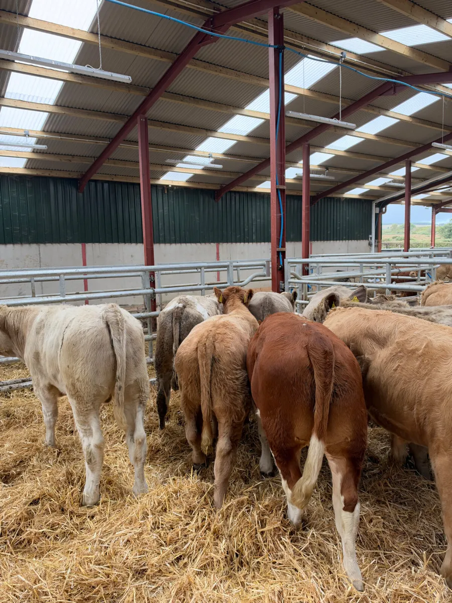 Charolais bullocks - Image 3