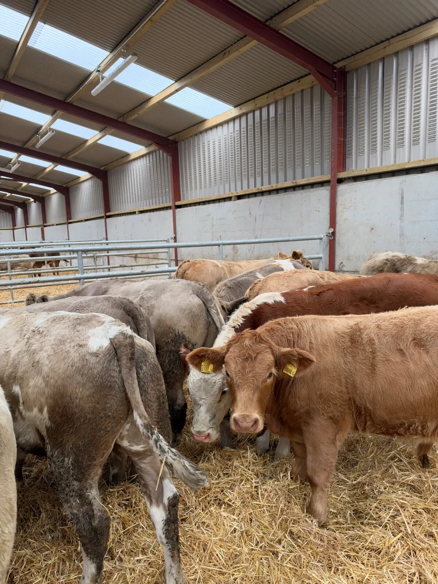 Charolais bullocks - Image 4