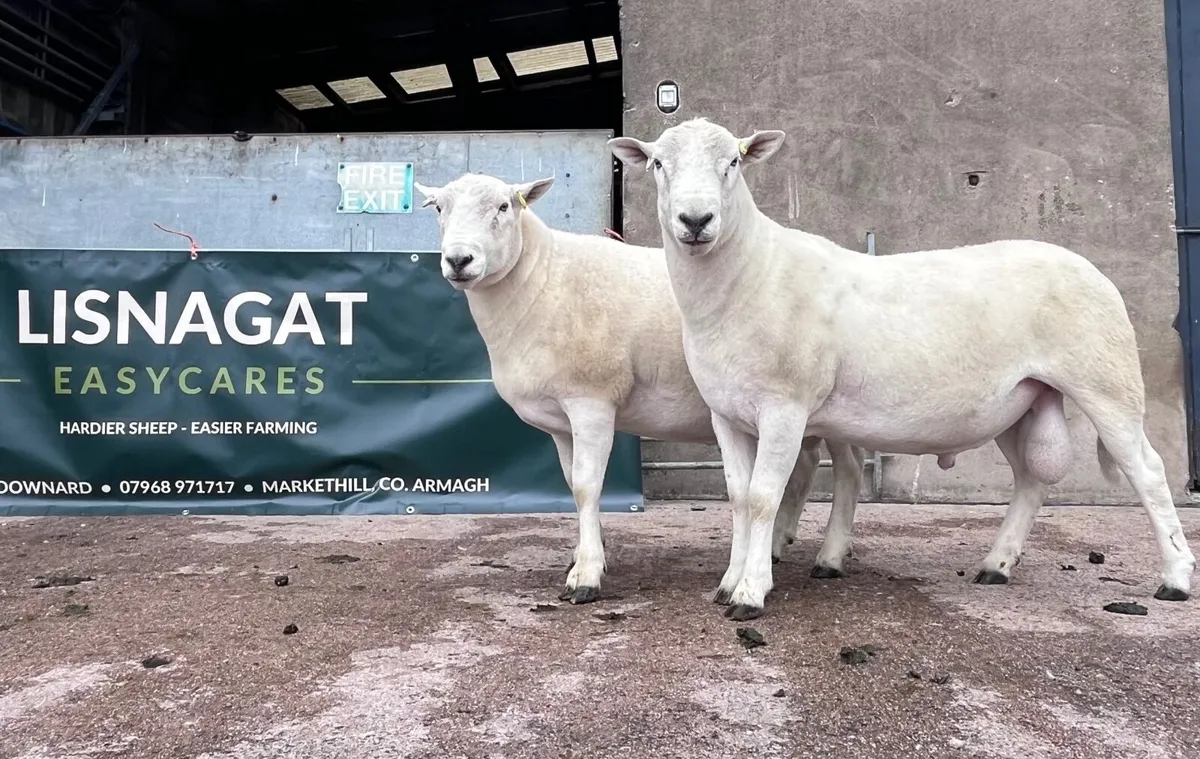 Easycare rams - Image 1