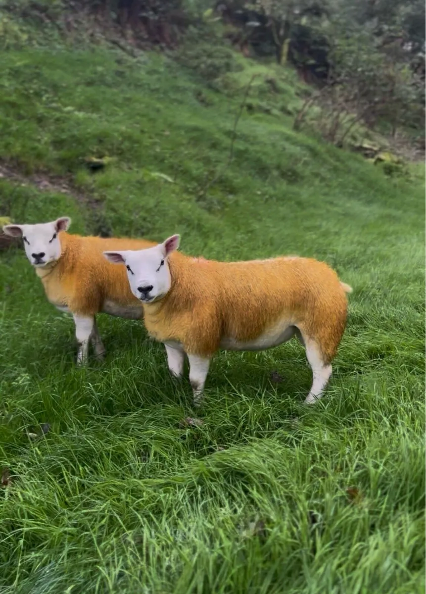 Pedigree Texel ewe lambs