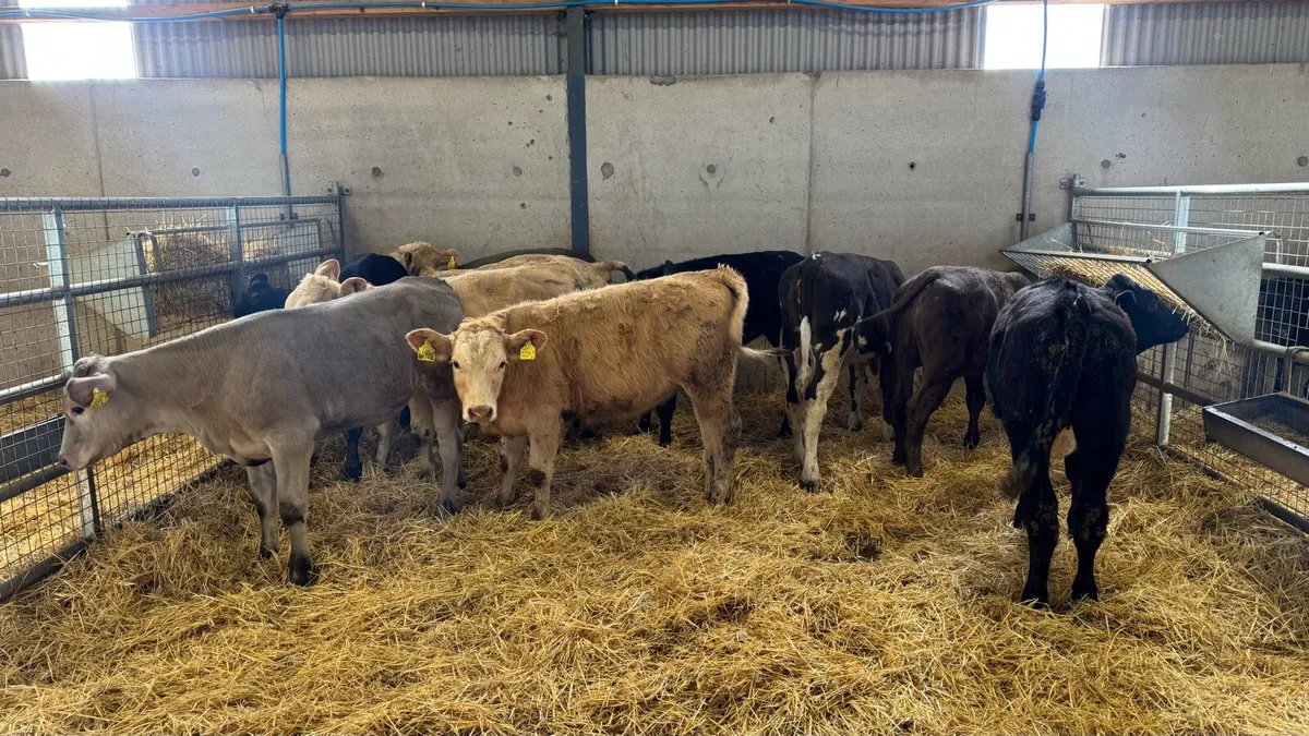 Continental Heifers - Image 1