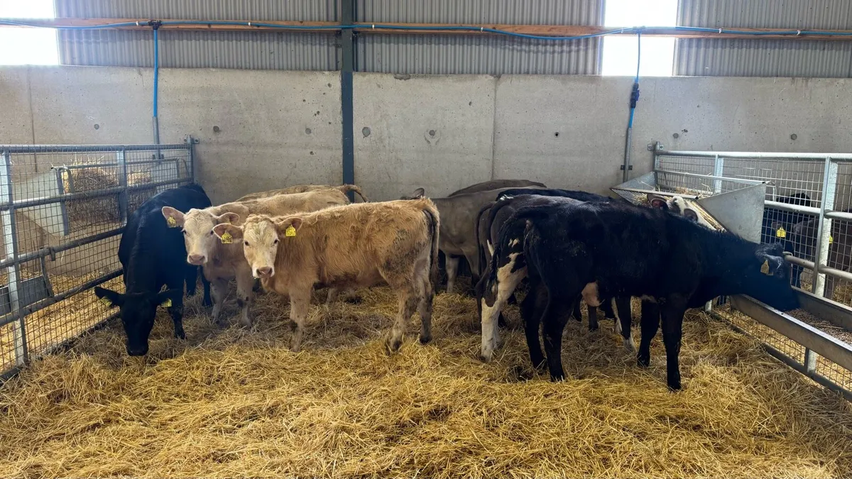 Continental Heifers - Image 2