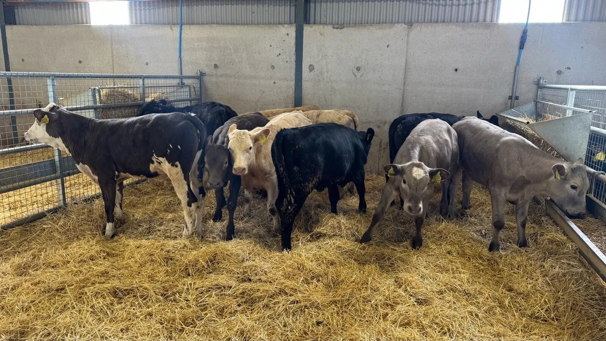 Continental Heifers - Image 3