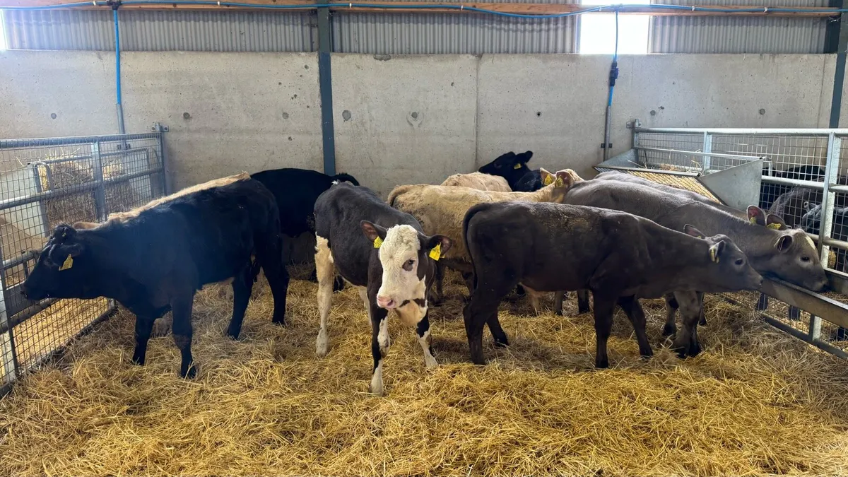 Continental Heifers - Image 4