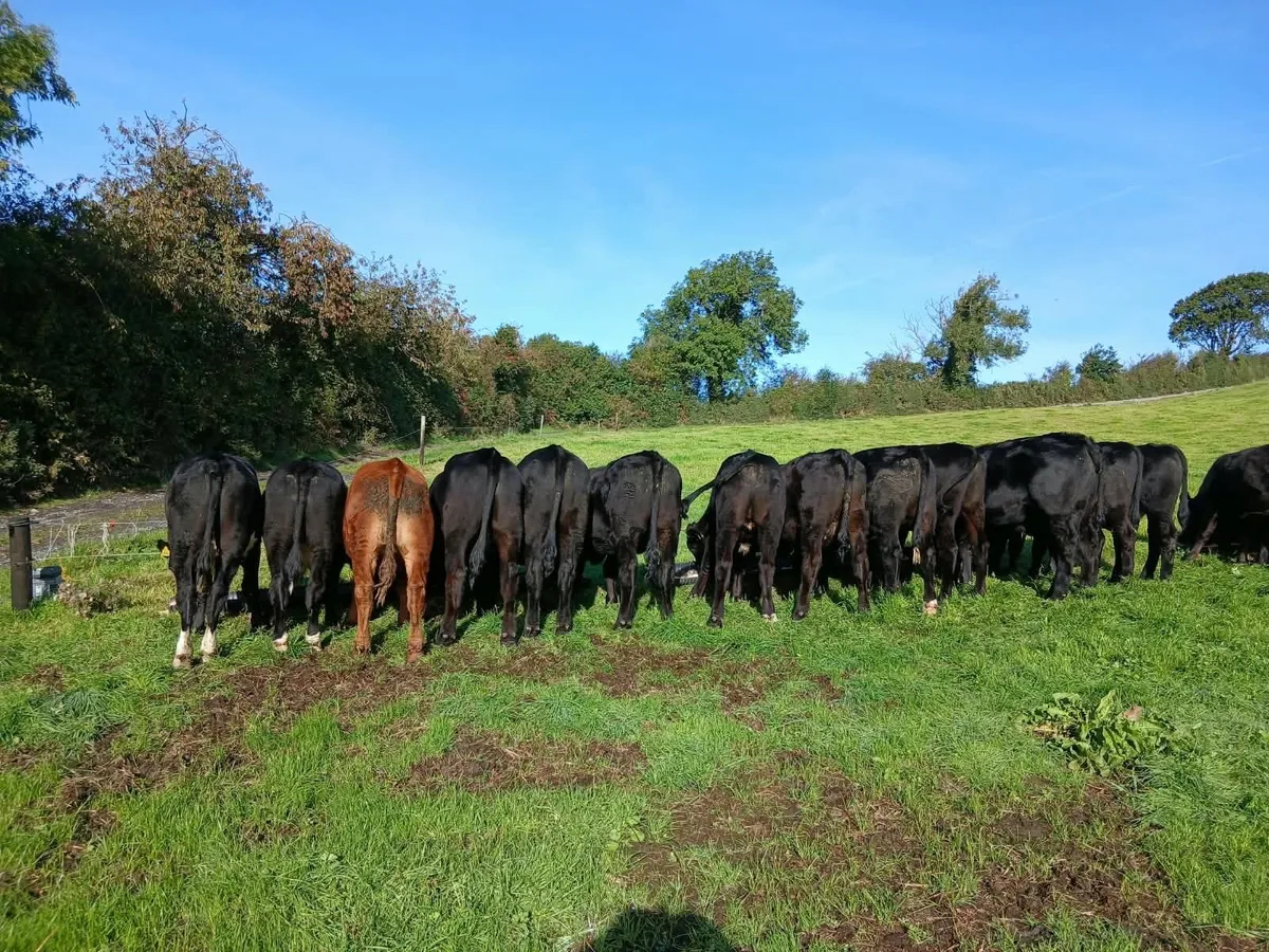 20 Angus bullocks - Image 1