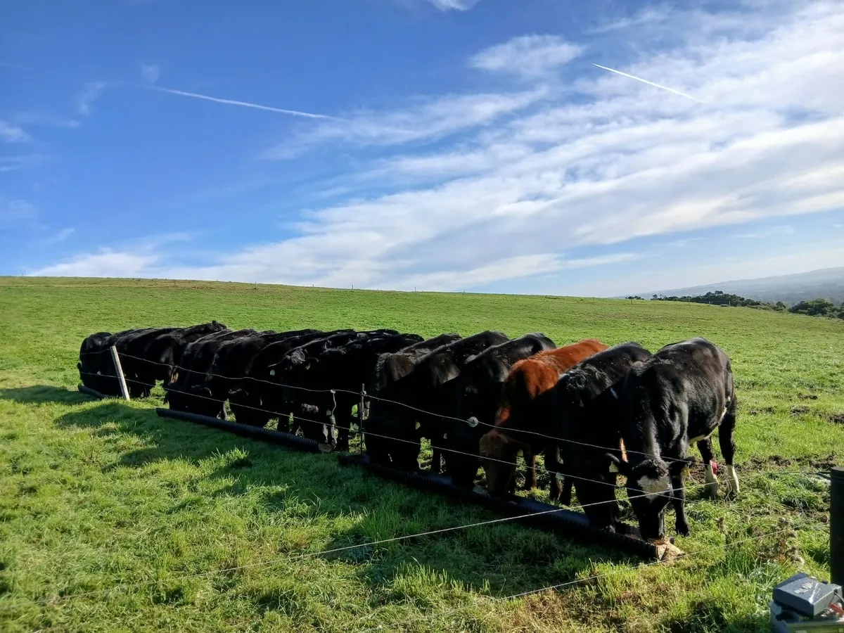 20 Angus bullocks - Image 2