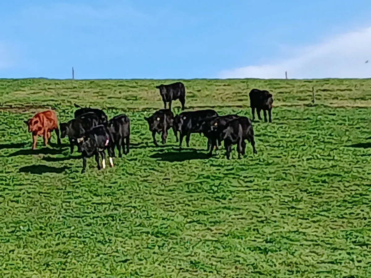 20 Angus bullocks - Image 3