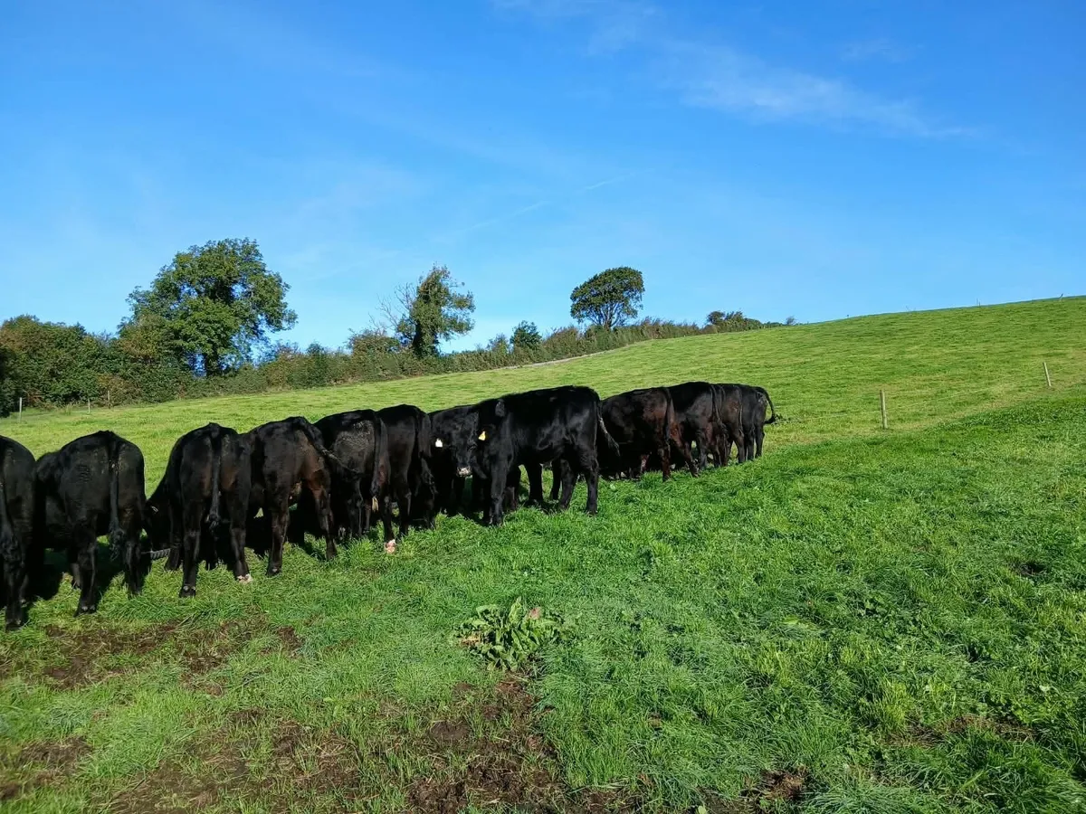 20 Angus bullocks - Image 4