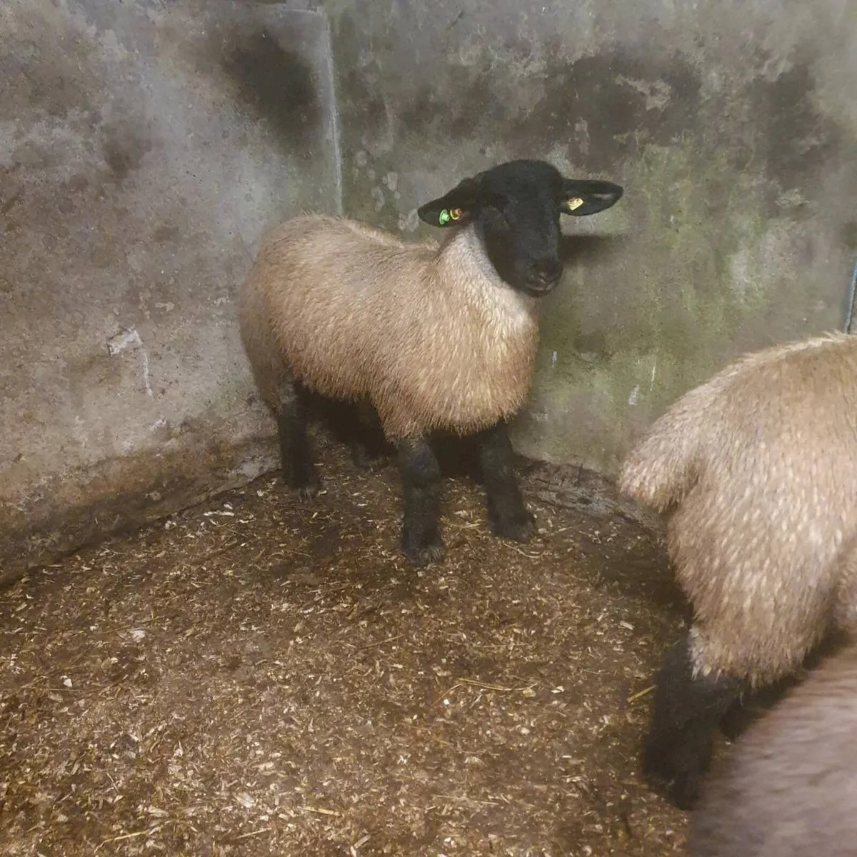 Suffolk rams - Image 2