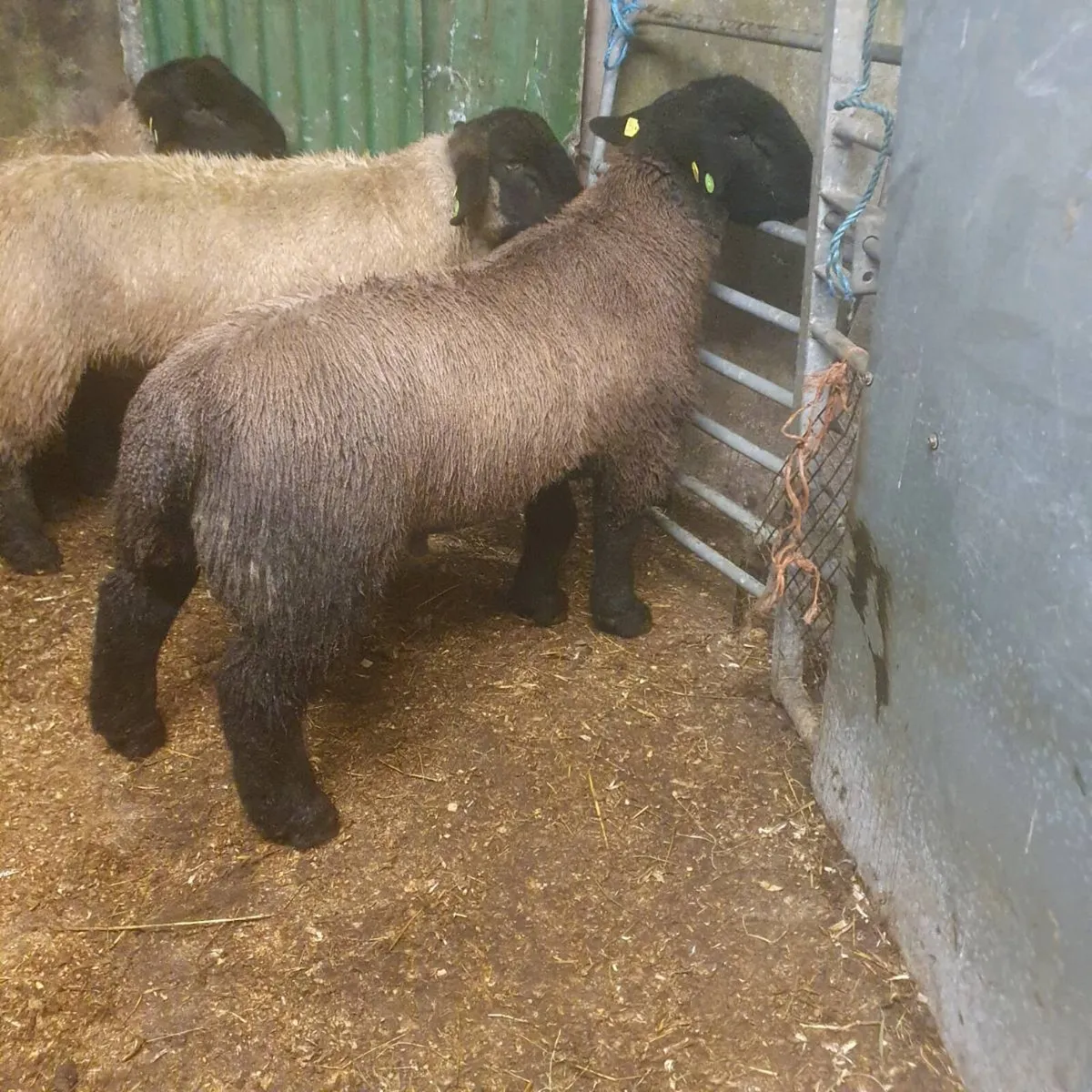 Suffolk rams - Image 3