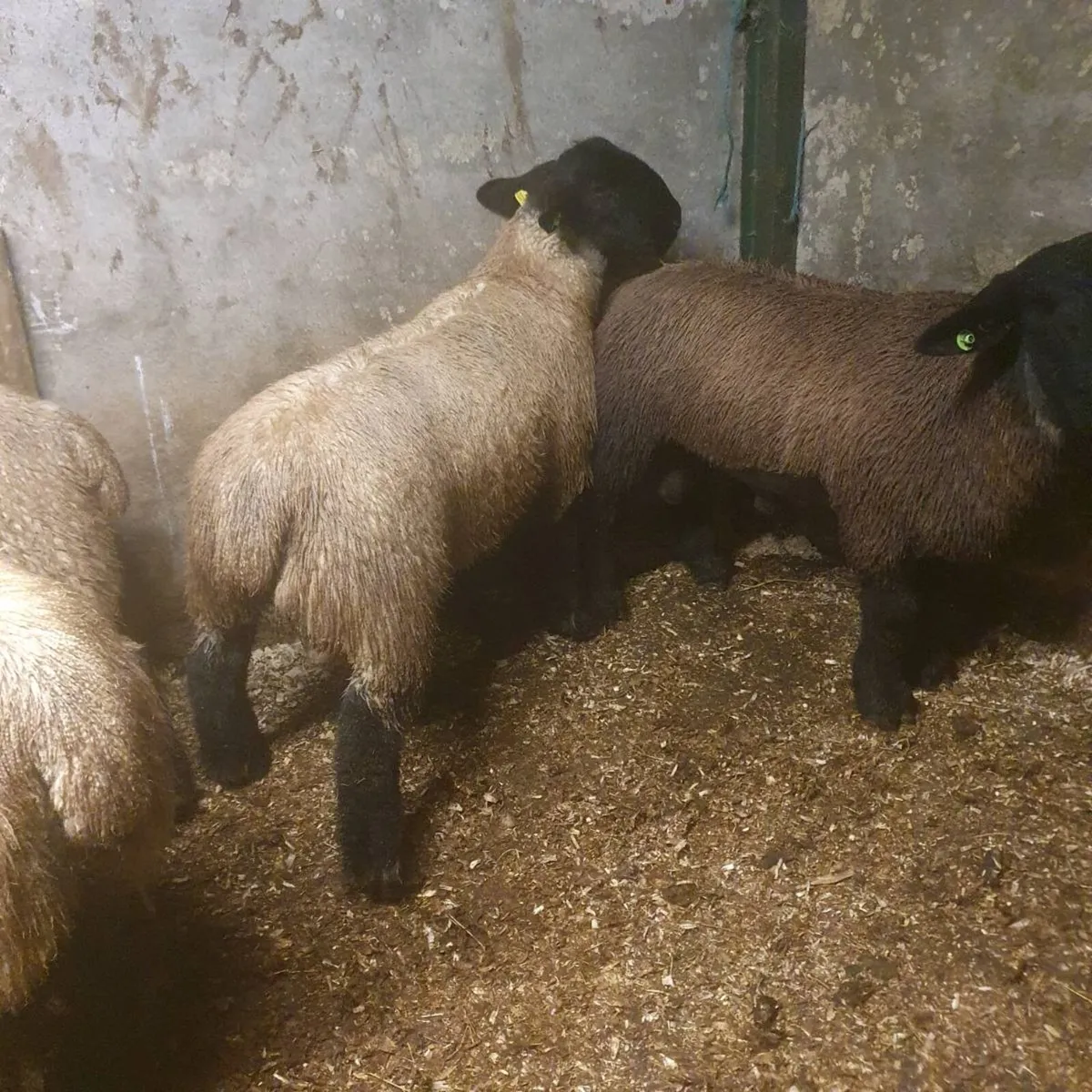 Suffolk rams - Image 4