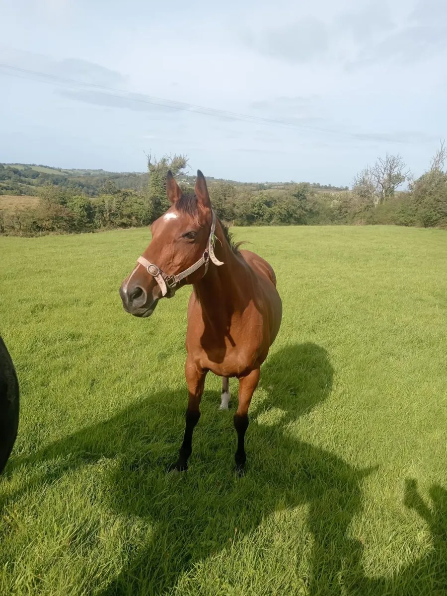 Tb brood mare - Image 2