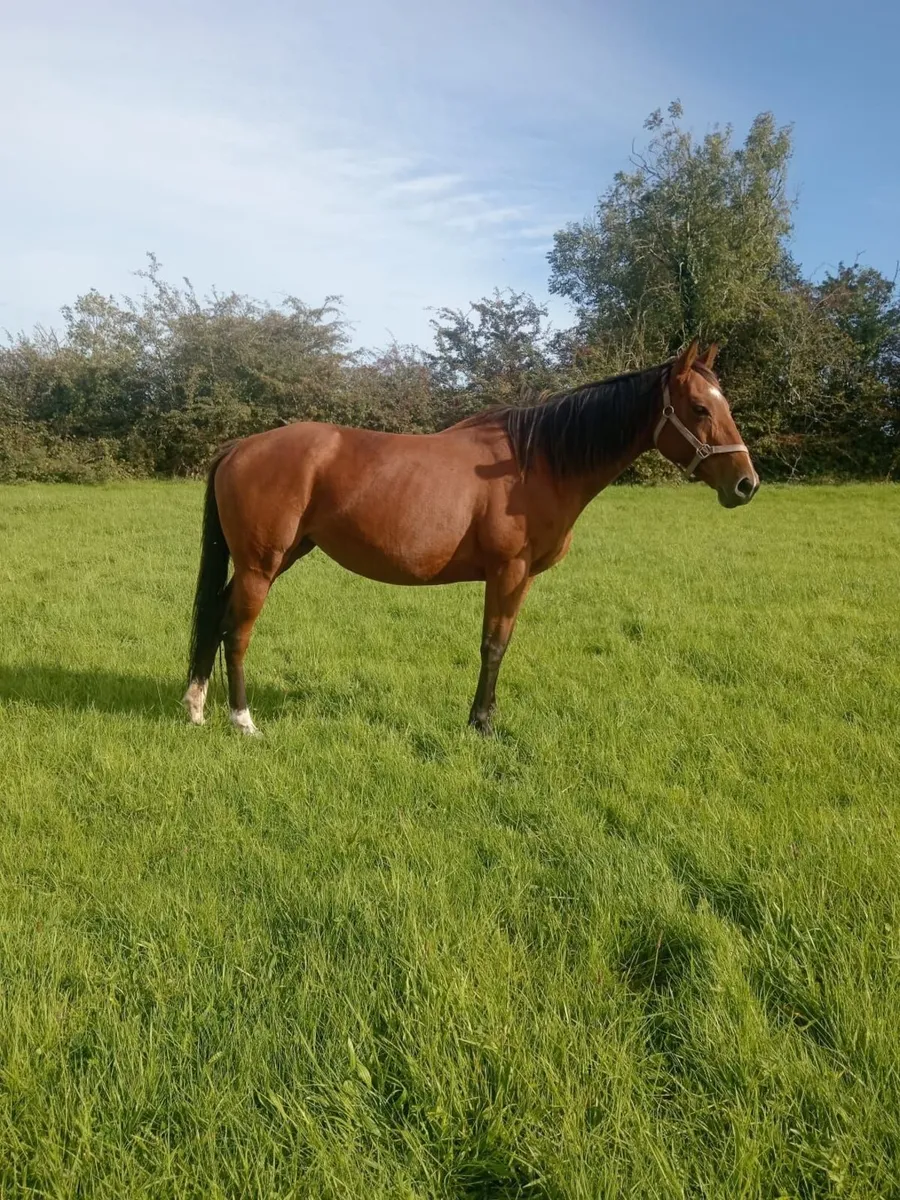 Tb brood mare - Image 1