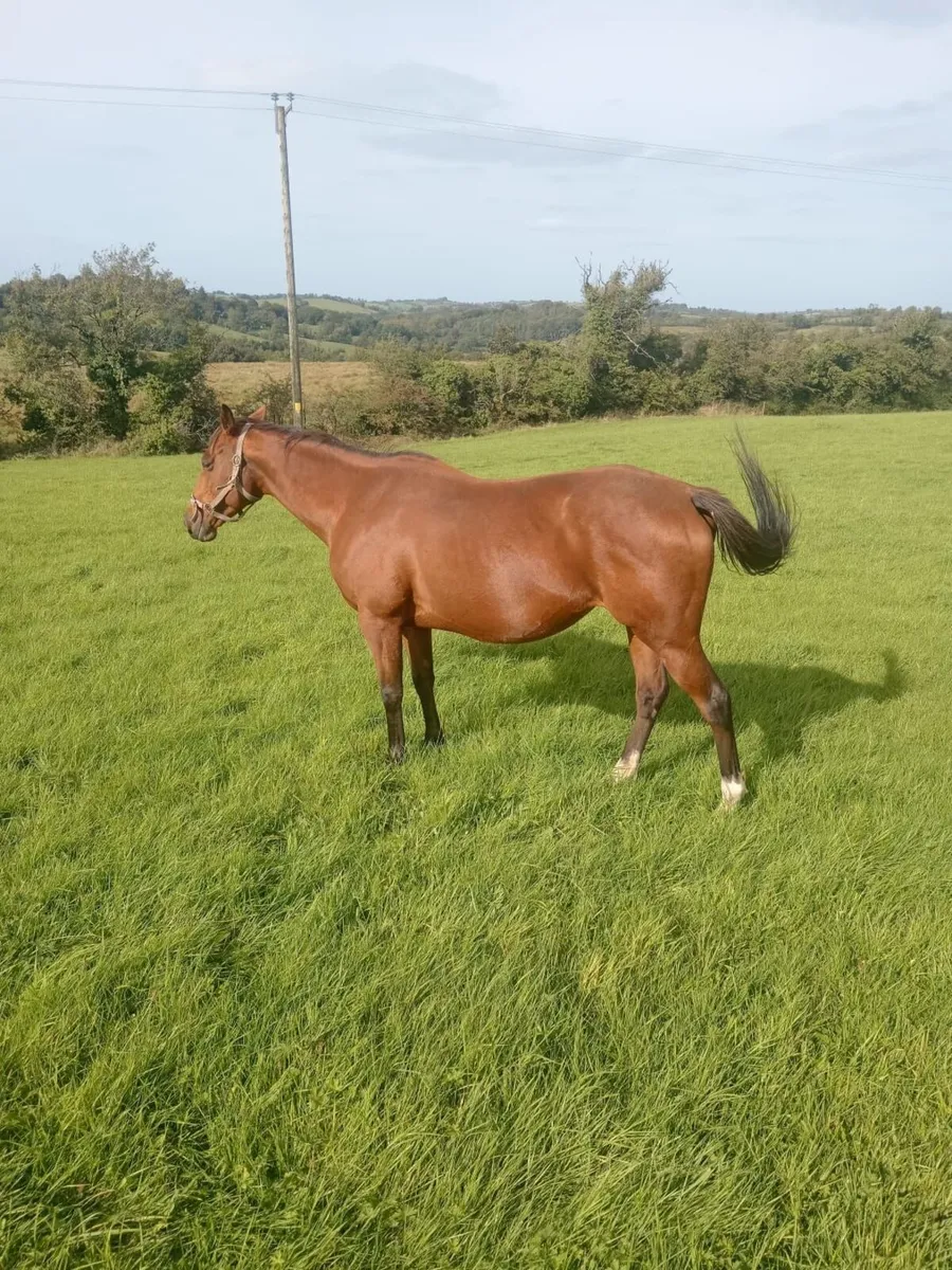 Tb brood mare - Image 4