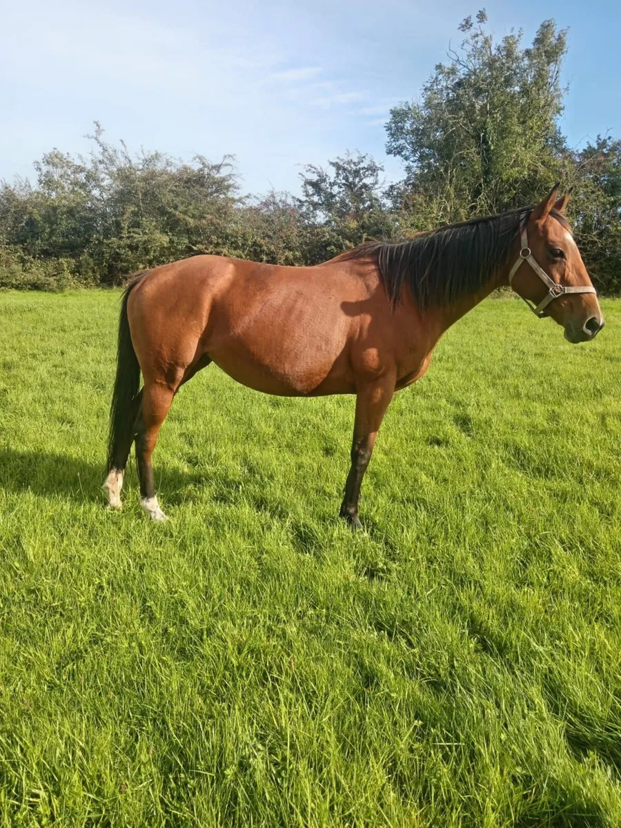 Tb brood mare - Image 3