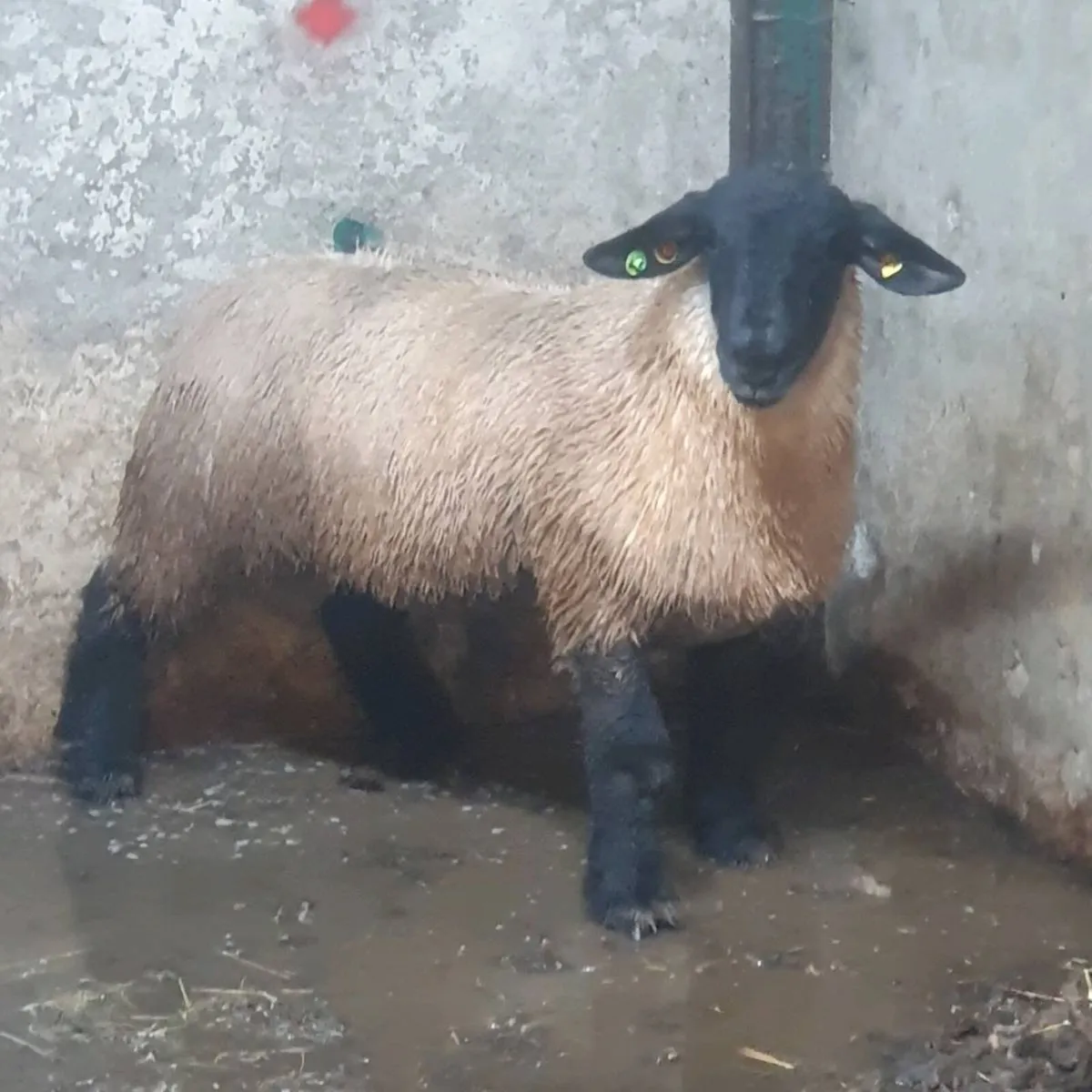 Suffolk rams - Image 1