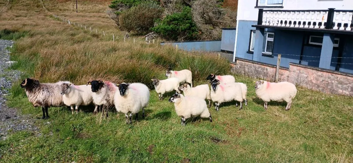Hogget and 2 year old crossbreed  ewe for sale - Image 1