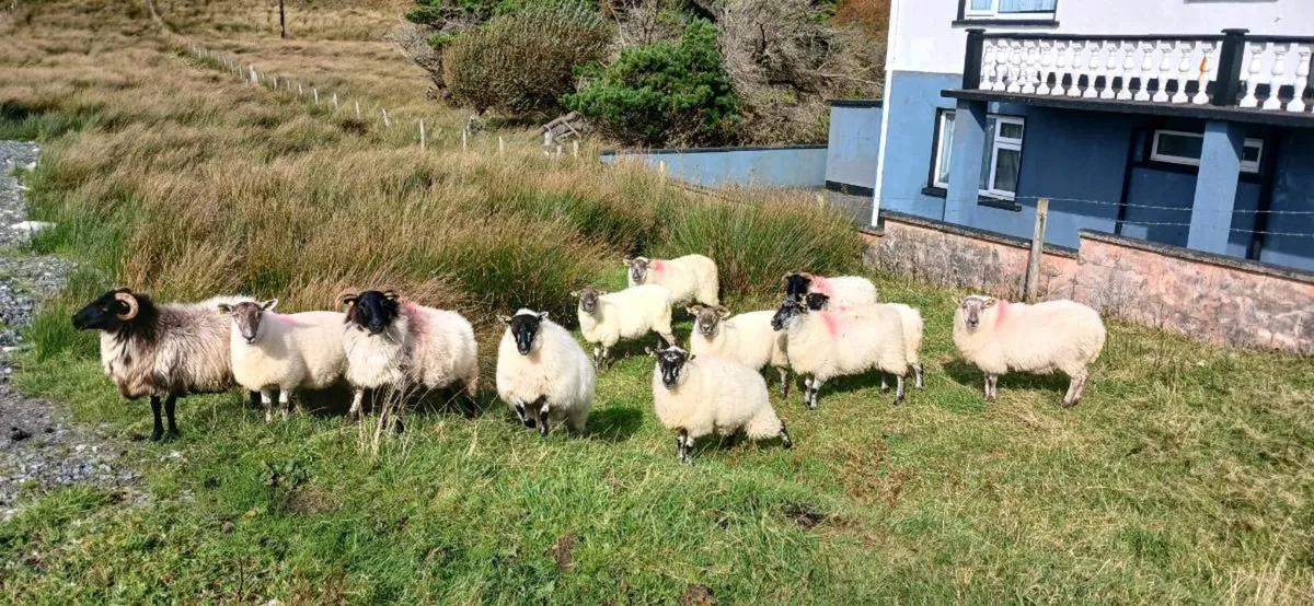Hogget and 2 year old crossbreed  ewe for sale - Image 2