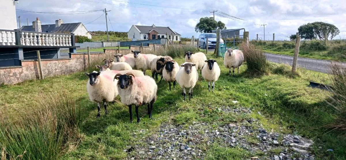 Hogget and 2 year old crossbreed  ewe for sale - Image 3