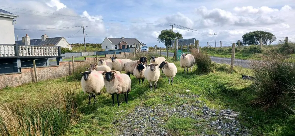 Hogget and 2 year old crossbreed  ewe for sale - Image 4