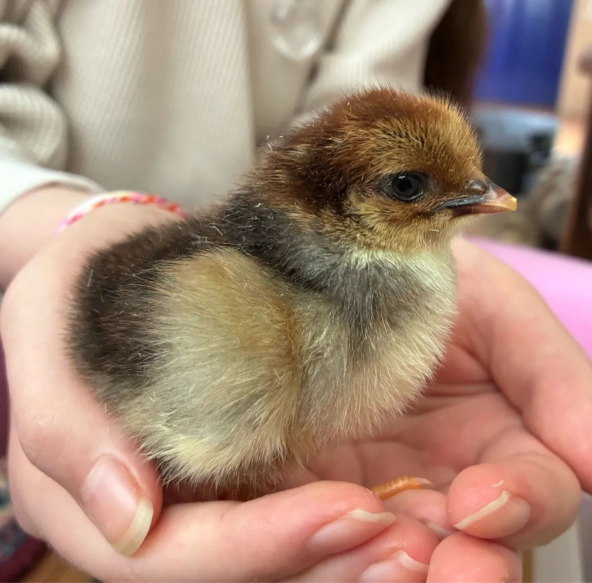 Swedish Flower Day old chicks - Image 1