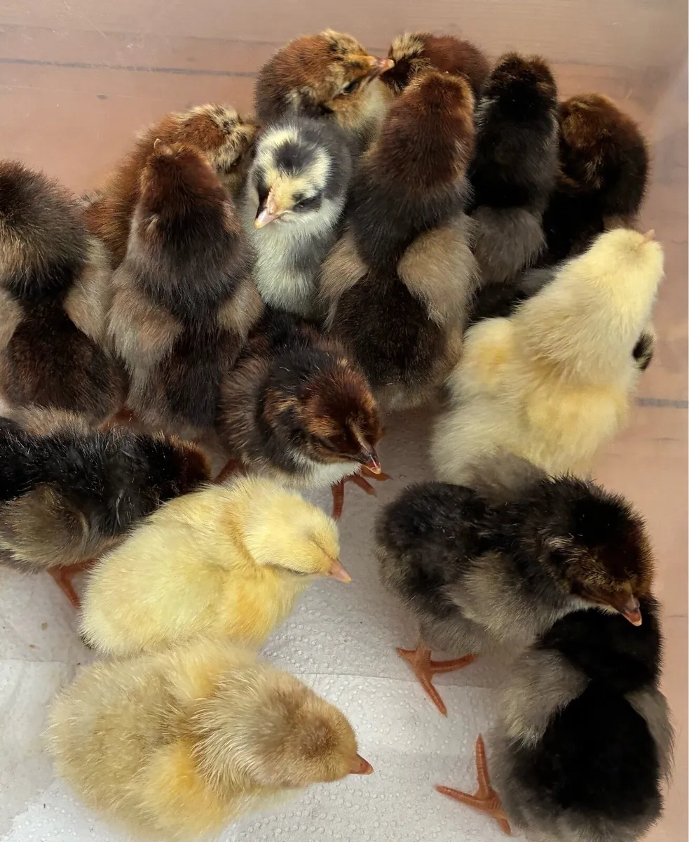 Swedish Flower Day old chicks - Image 2