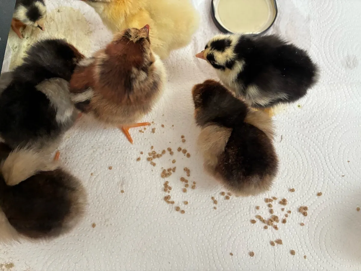 Swedish Flower Day old chicks - Image 3
