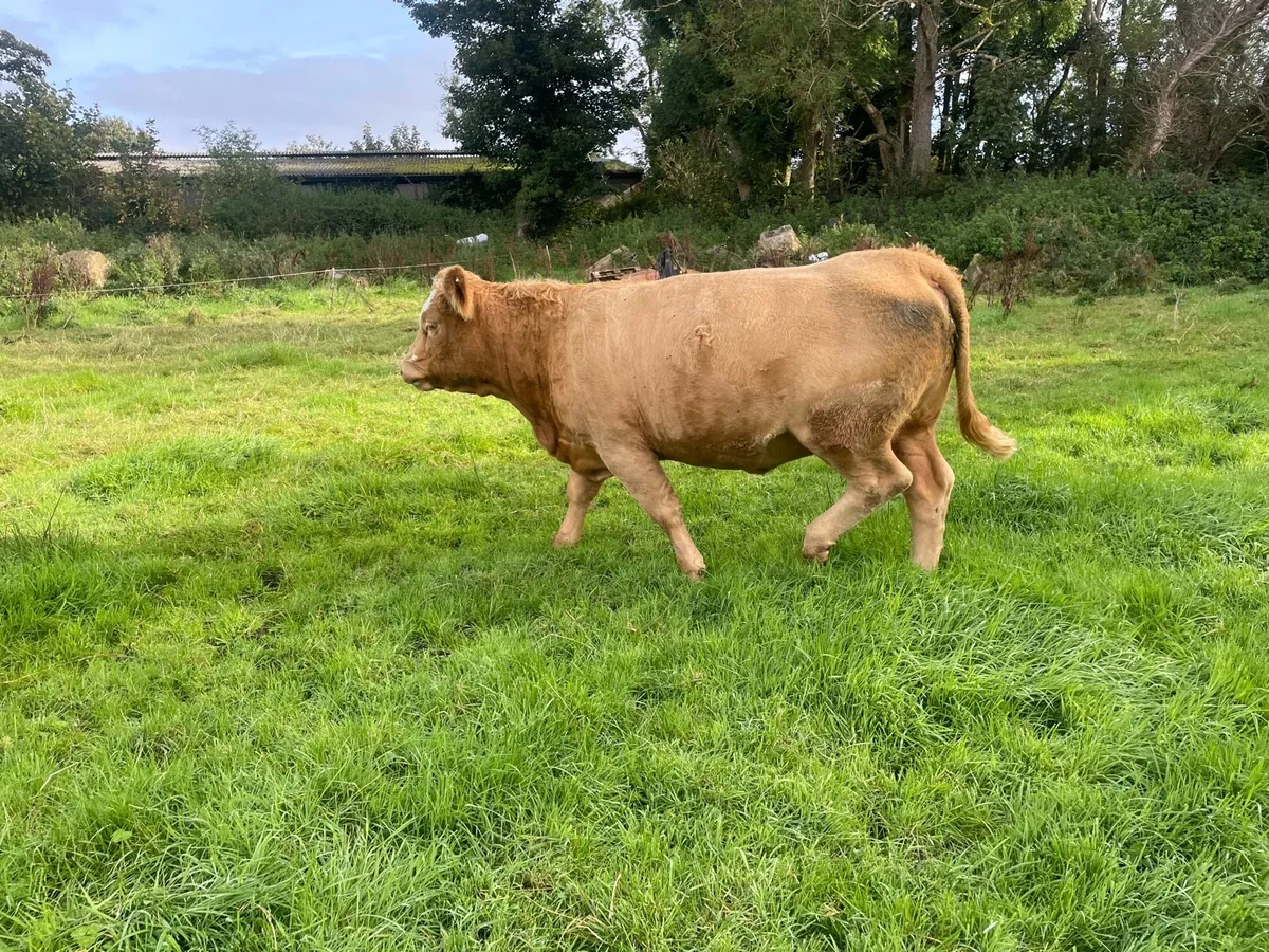 In calf heifers - Image 2