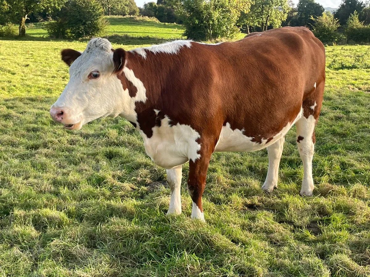 In calf heifers - Image 3