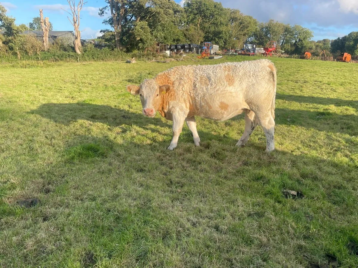 In calf heifers - Image 4