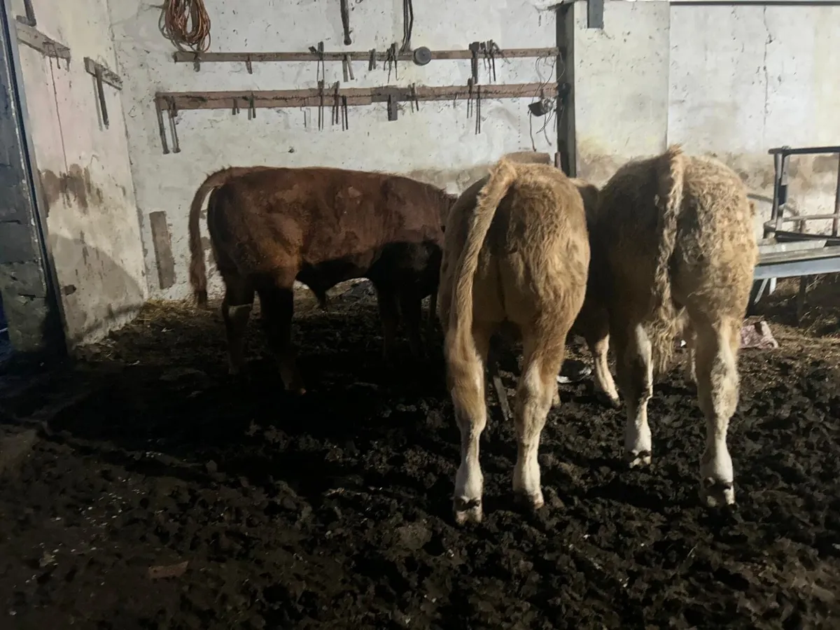weanings - Image 1