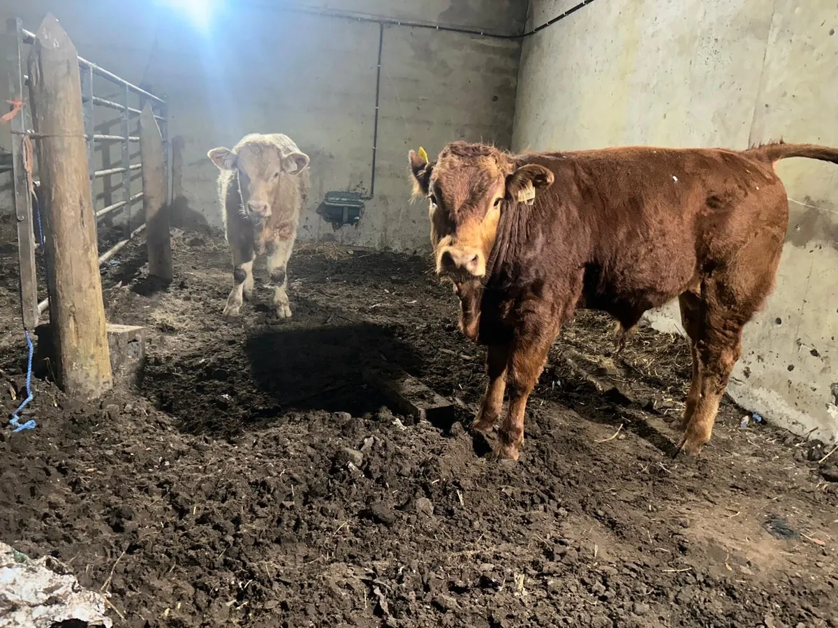 weanings - Image 2