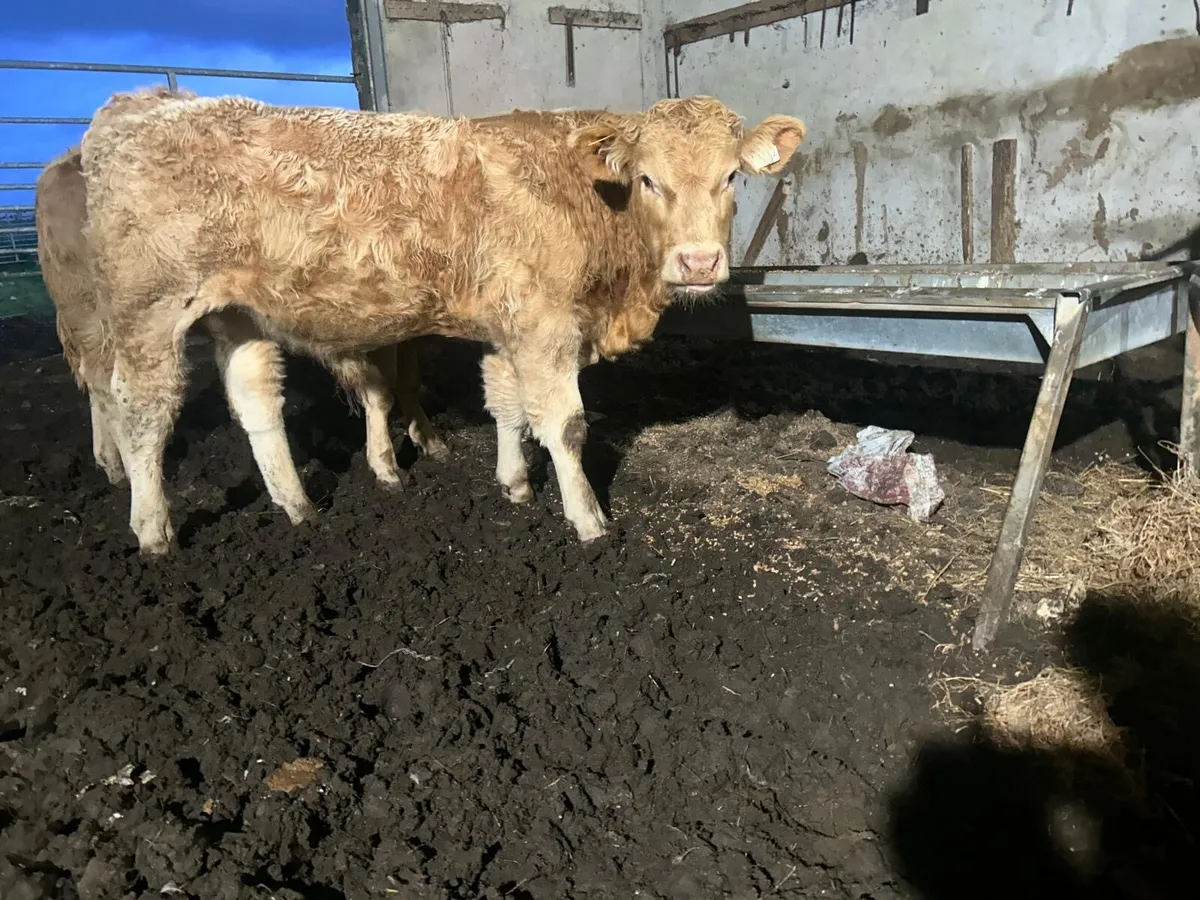 weanings - Image 3