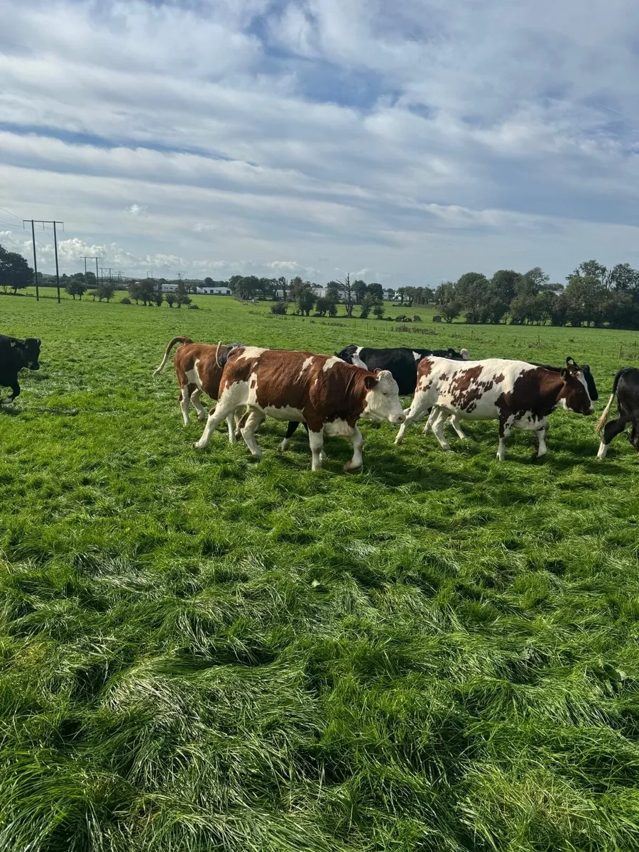 Incalf heifers - Image 4