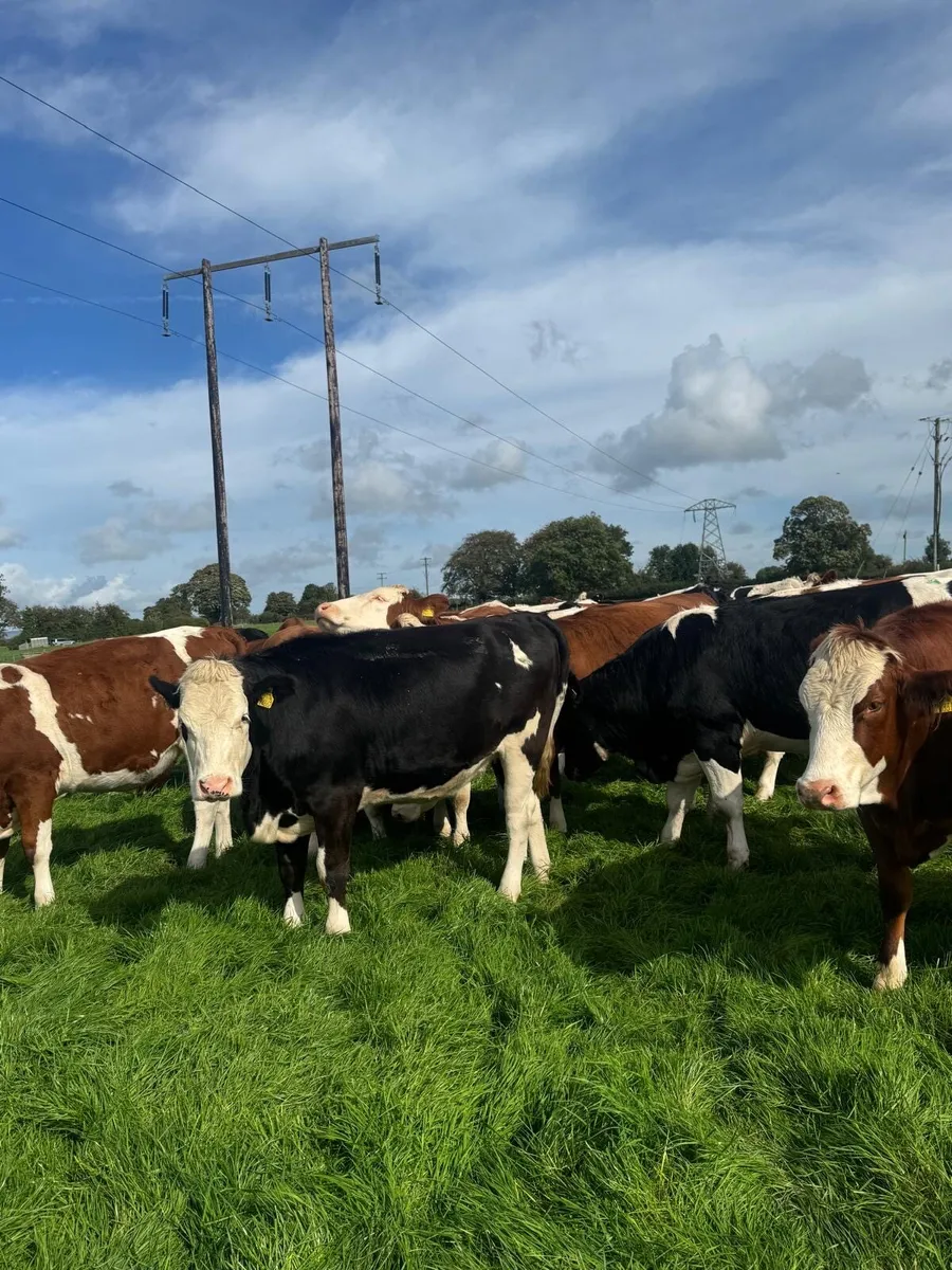 Incalf heifers - Image 2