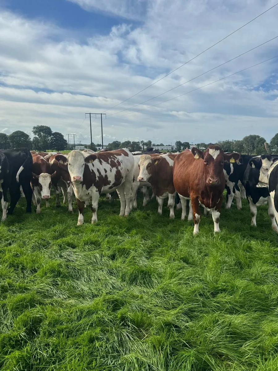 Incalf heifers - Image 3