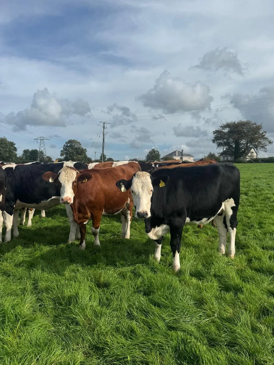 Incalf heifers - Image 1