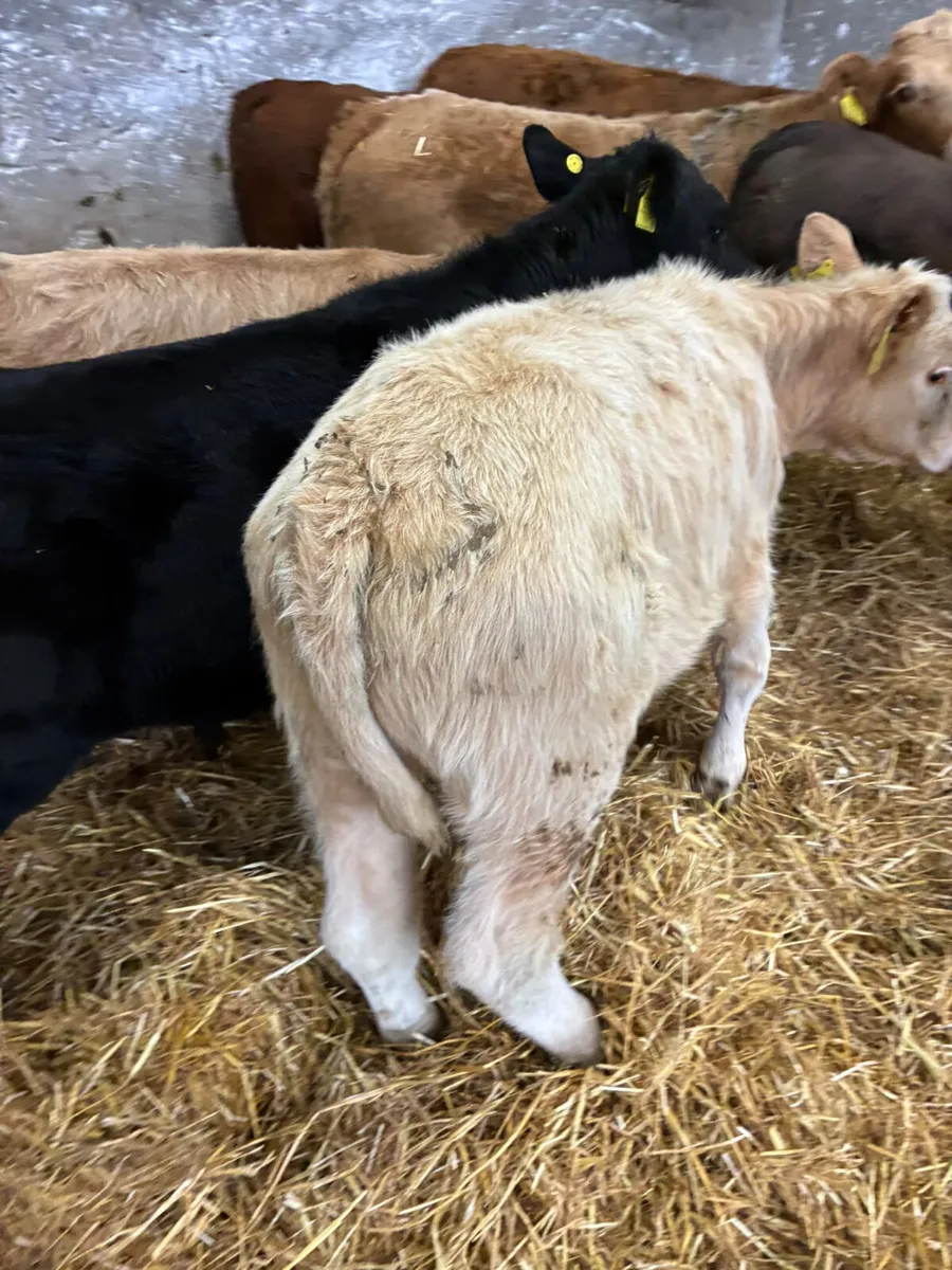 Charolais lim and Angus bulls - Image 4
