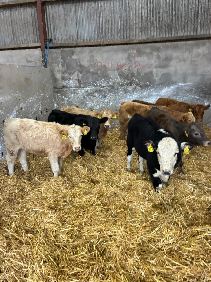 Charolais lim and Angus bulls - Image 2