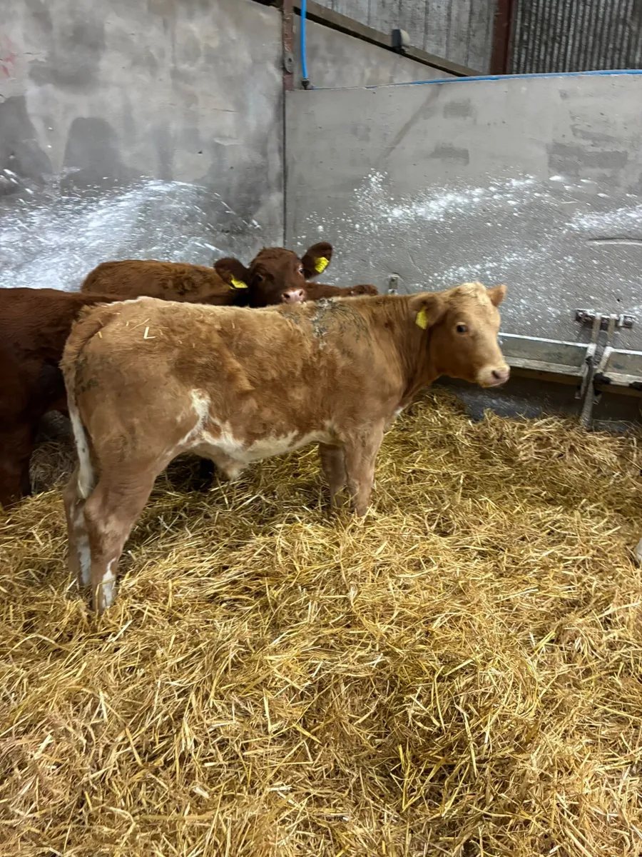 Charolais lim and Angus bulls - Image 1
