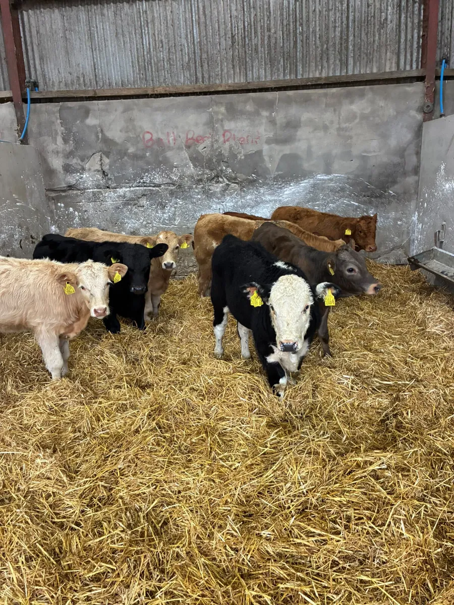 Charolais lim and Angus bulls - Image 3